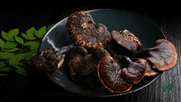 Boosting immunity extract