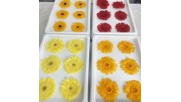 Best-Selling Preserved Daisy Sunflower Chrysanthemum for Home Decoration1