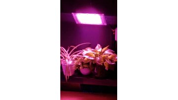 100W 70W 50W Welding Free Full Spectrum LED COB Chip Grow Light for Greenhouse Plant Phyto Succulent Indoor Floor VEG1