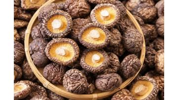 Mushroom Foods