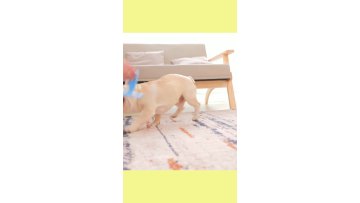 classic dog toothbrush
