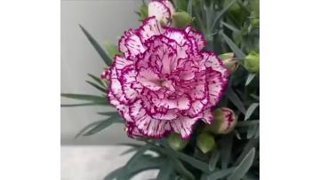 Single-headed carnation  Purple Zixia