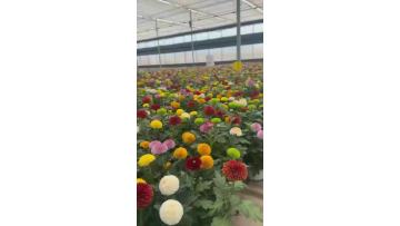 Fresh Cut Purple Ping Pong Chrysanthemum Flower Wedding Decor