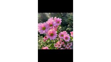 Pink Tedan  spray chrysanthemum