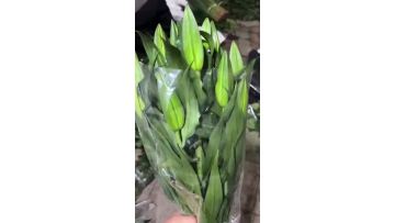 Emperor Spray Lily
