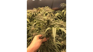 Thailand NIc led grow lights