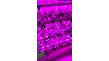 Planting frame with light