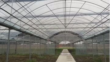 Film Multi-span Greenhouse-2