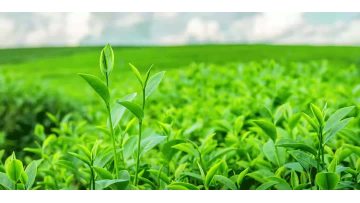 Xi'an Sentian Biotechnology Co., Ltd.