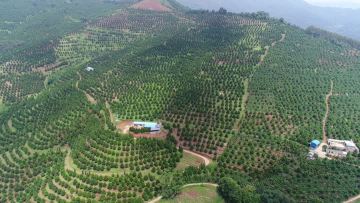 Macadamia Nuts Planting Base
