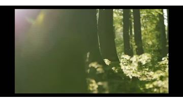 Forest Sky Mirror 2