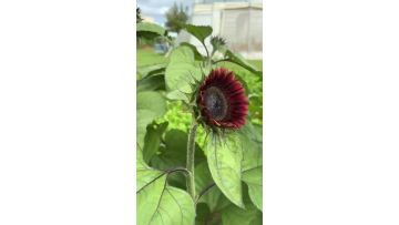 Bulk Wholesale Chocolate Sunflower harvest directly from base