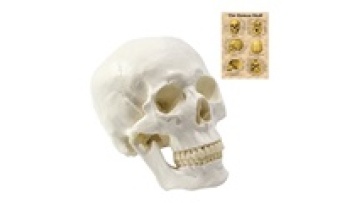 Pure White Life-Size Plastic Anatomical Skull Model FRT019 for Medical Science1