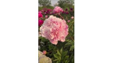Zhong Sheng Fen Peony