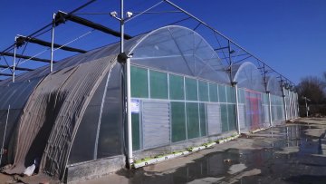 Agricultural Multi-span Film Greenhouse for Tomato Strawberry Lettuce Cucumber Eggplant1