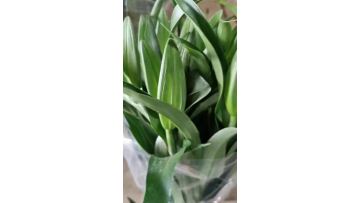 Yellow Emperor Lily