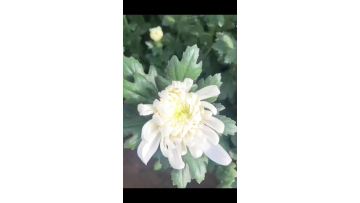 White chrysanthemum