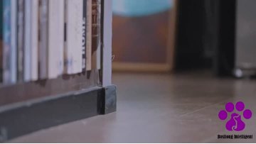 Pet water dispenser-10/29