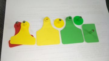 Ear tag Signs with the word ear Laser Typing Copper head earrings Farm animal identification card1