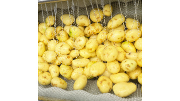 ST-QP800 Potato washing peeling machine
