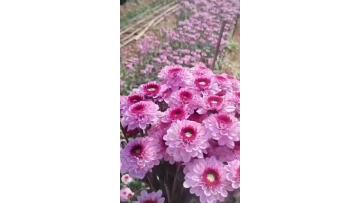 Fan Yan Spray Chrysanthemum
