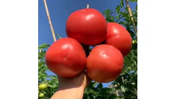 Chinese Organic Tomatoes for Cooking, Canned and Snacks1