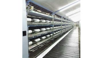 SJ800 DRAW TEXTURING MACHINE 