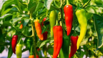 Capsaicin Powder