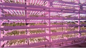 Interior of a plant 1