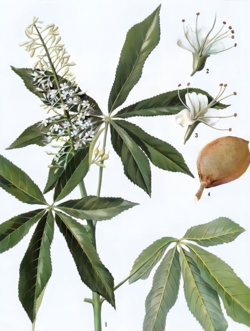 Horse Chestnut