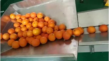 China made orange/apple/pear pouch packaging machine with servo1