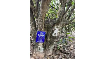 Lahu Mountain Ancient Single‑Tree Tea Tree Original Habitat