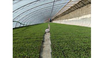 Single Greenhouse For Seedling Raising