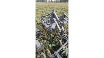HXSZ-8H Corn male removal machine