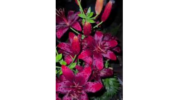 Dark Kingdom Single Lily