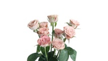 Wholesale Silk with Fresh Cut Cappuccino Roses 60-80 cm, 0.6-0.8 kg, Grade A from Kunming1