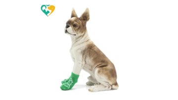 best pet socks