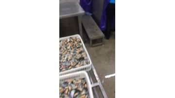 IQF mussel feeding 