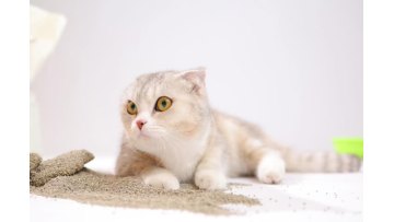 Lavender Scented Activated Charcoal Bentonite Cat Litter