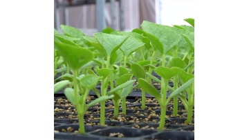 Single Greenhouse For Seedling Raising