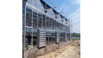 Venlo Glass Greenhouse