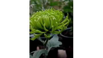 Green Anna spray chrysanthemum