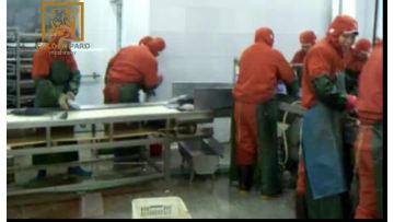 tuna processing line part 1.mp4