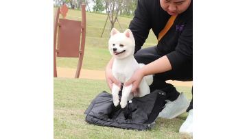 pet clothing online