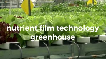 luxury agricultural multi-span venlo glass garden flower vegetables greenhouse with hydroponic NFT1