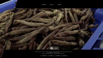 Korean Red Ginseng Tea