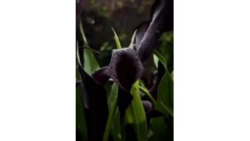 fresh cut of black calla lily