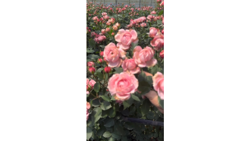 juliet spray rose greenhouse