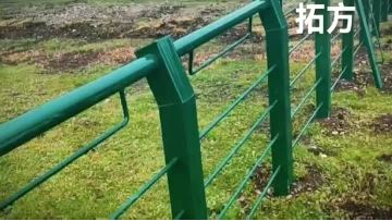 PVC coated samll fencing 