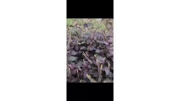 perilla chia seeds